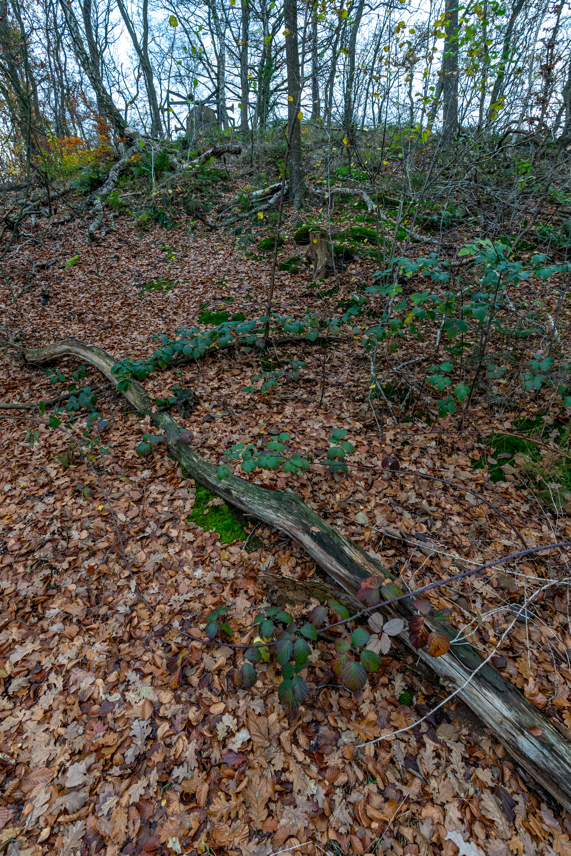 DSC06548.jpg