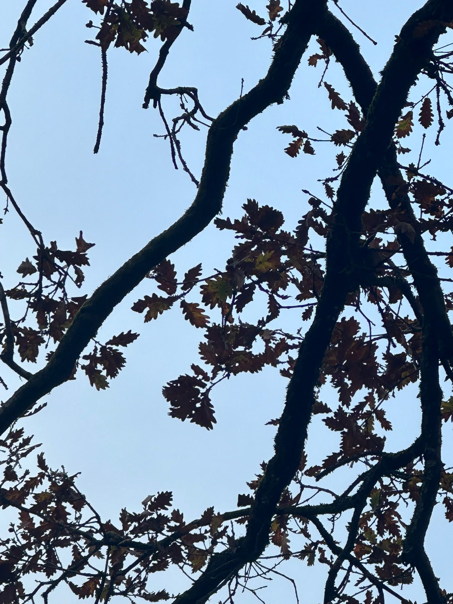 IMG-20251114-WA0042.jpg