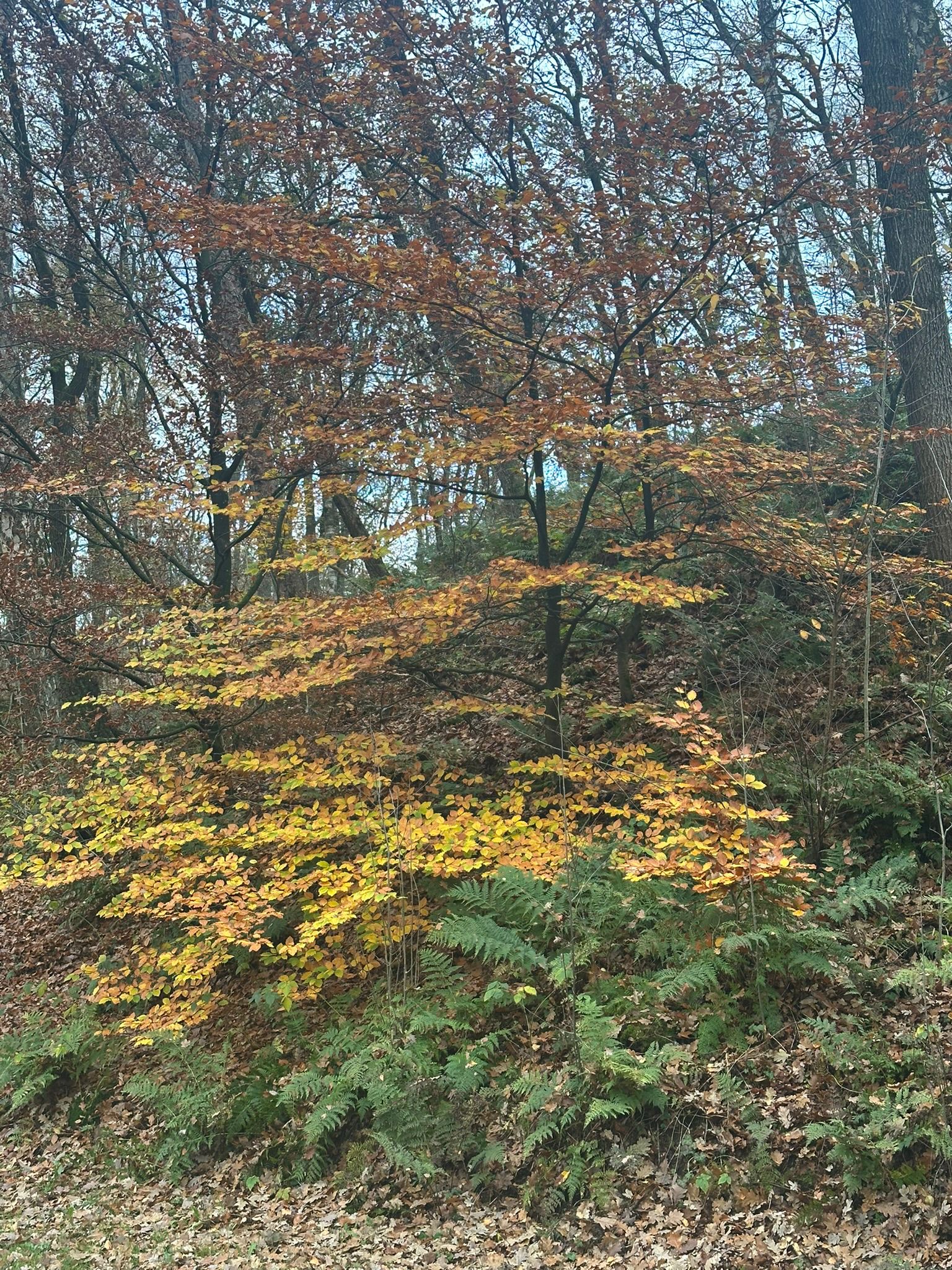 IMG-20251114-WA0045.jpg