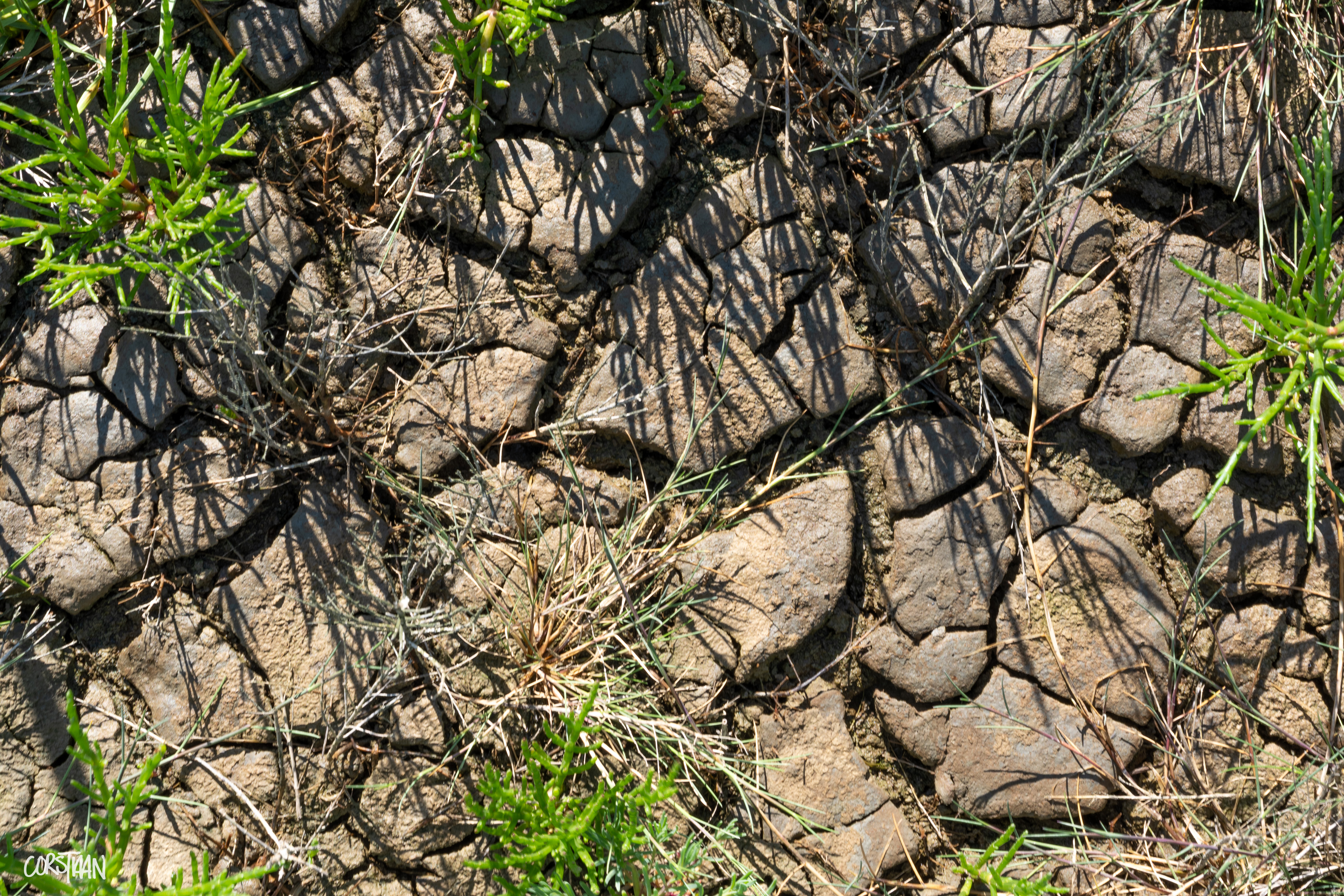 Tra26_Cors-30.jpg