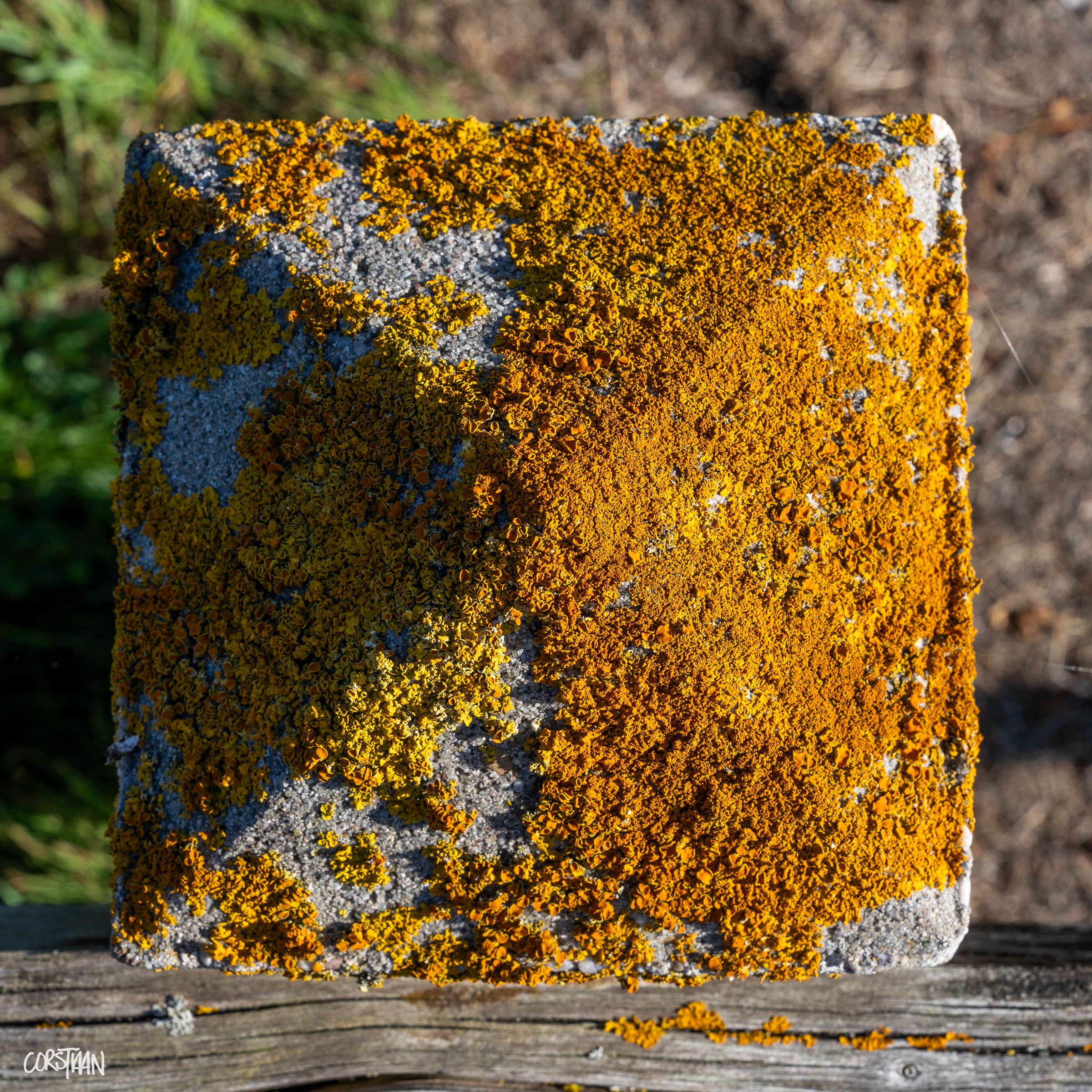 Tra26_Cors-46.jpg