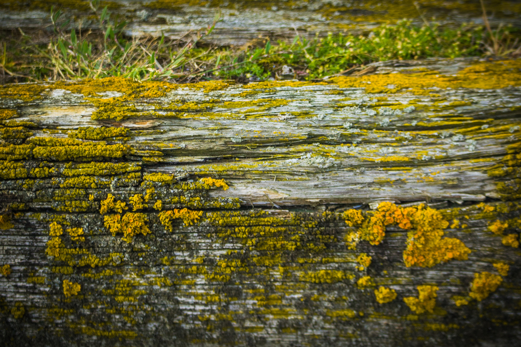_DSC7263.jpg